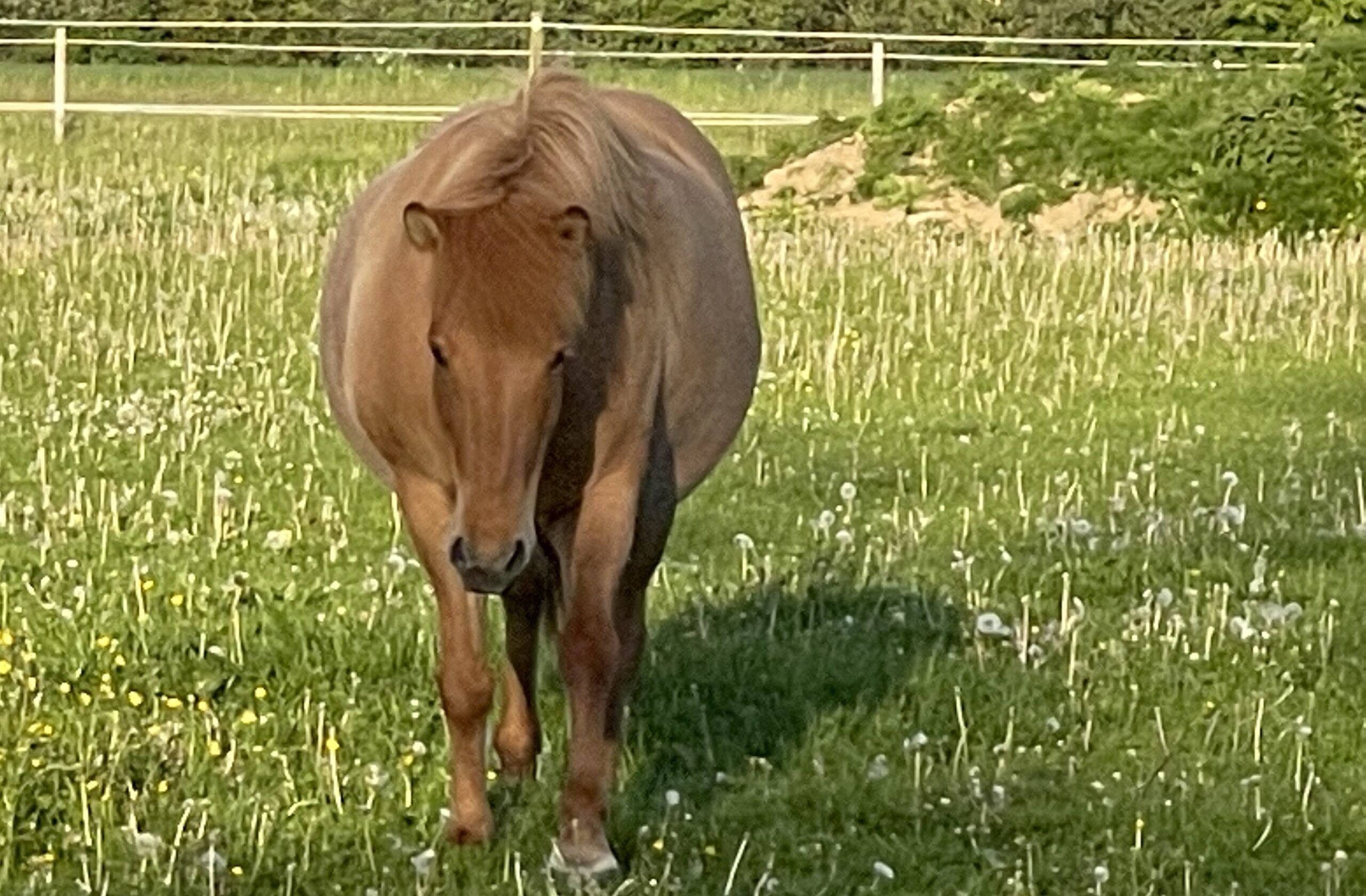 Islænder på græs forfangen eller ej