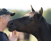 Blogindlæg - lange ejerforhold til heste
