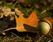 Blogindlæg - Pas på ahorn