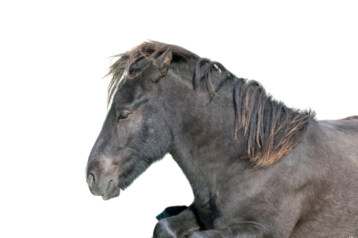 Blogindlæg-Første tilfælde af Cerebellar abiotrofi hos islandske heste i DK Blogindlæg-Første tilfælde af Cerebellar abiotrofi hos islandske heste i DK