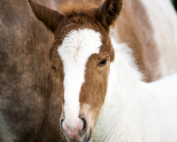 Blogindlæg - kastration